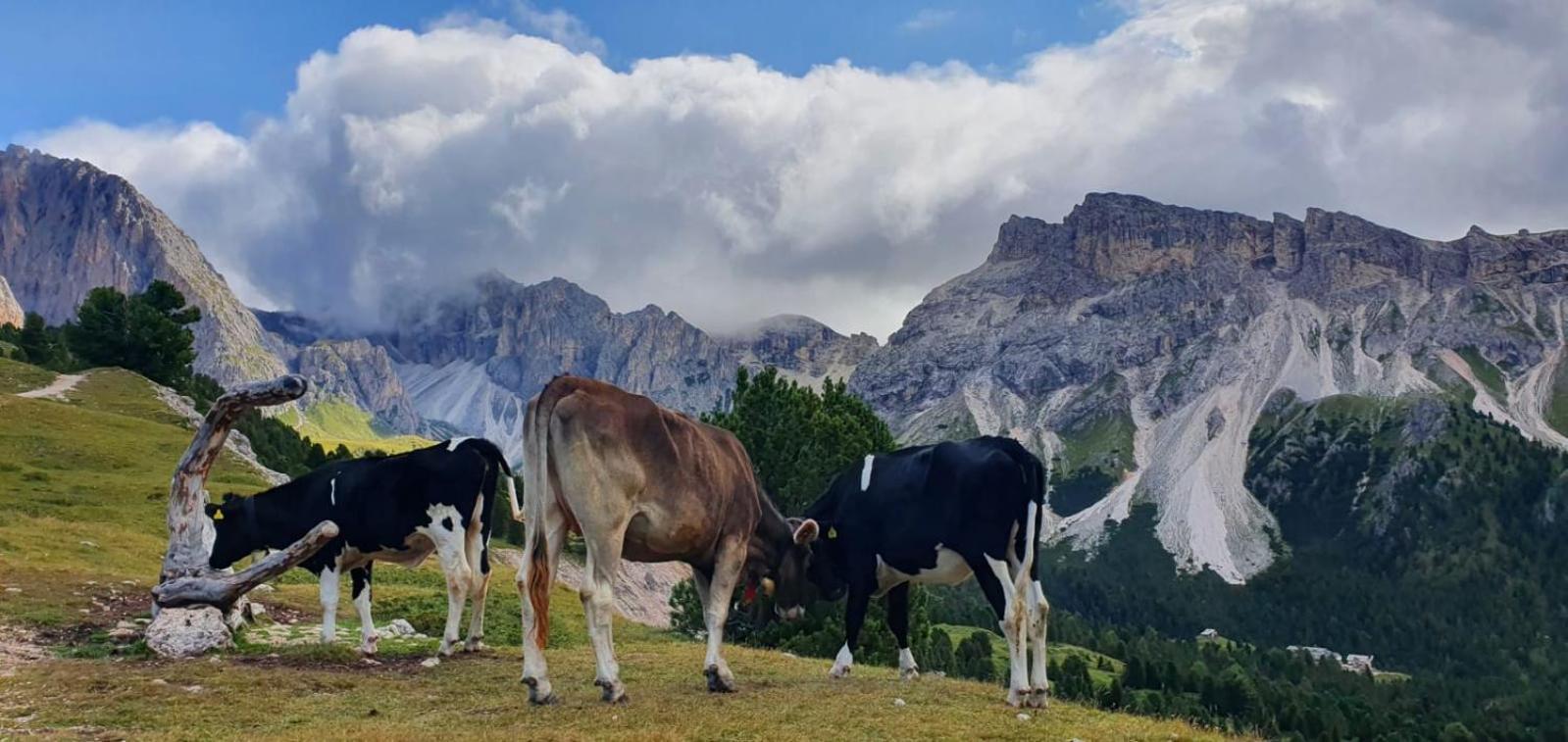 Garni Hotel Iris Selva di Val Gardena Zewnętrze zdjęcie